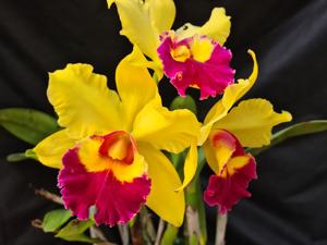 Rhyncholaeliocattleya Chunyeah