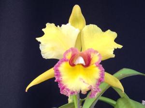 Rhyncholaeliocattleya Young Kong