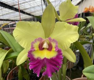 Rhyncholaeliocattleya Young Kong