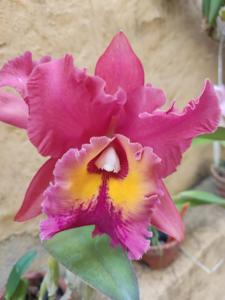 Rhyncholaeliocattleya Young Kong