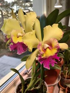 Rhyncholaeliocattleya Young Kong