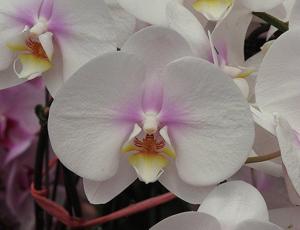 Phalaenopsis Maki Watanabe