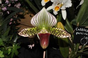 Paphiopedilum Nightwing