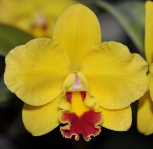 Cattleya Jungle Beau