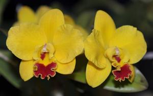 Cattleya Jungle Beau