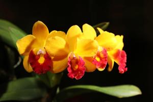 Cattleya Jungle Beau