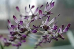 Dendrobium Blue Twinkle