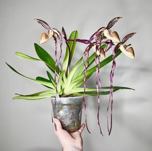 Paphiopedilum Angel Hair