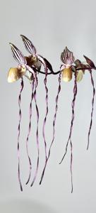 Paphiopedilum Angel Hair