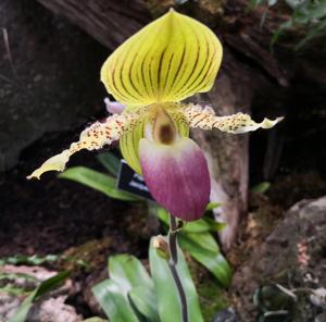 Paphiopedilum Zycleon