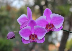 Phalaenopsis Hybridizer's Dream