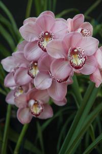 Cymbidium John Wooden