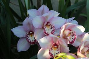 Cymbidium John Wooden