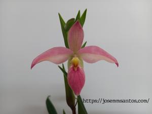 Phragmipedium Hanne Popow