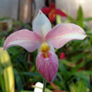 Phragmipedium Hanne Popow