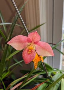 Phragmipedium Hanne Popow