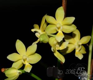 Phalaenopsis Stone Dance