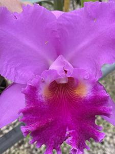 Rhyncholaeliocattleya Merrily Murison