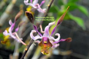 Dendrobium Penang Little Magic