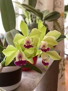 Cattleya Green Veil