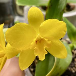 Cattlianthe Maric Delight