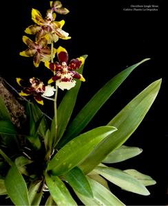 Oncidium Jungle Moss