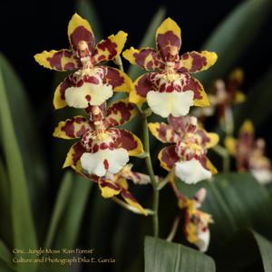 Oncidium Jungle Moss