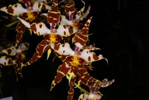 Cyrtocidium Ecuador