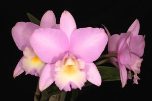 Laeliocattleya Ann Akagi