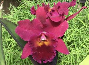 Rhyncholaeliocattleya Hausermann's Treasure