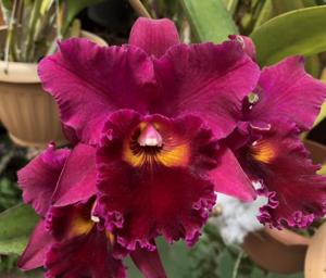 Rhyncholaeliocattleya Hausermann's Treasure