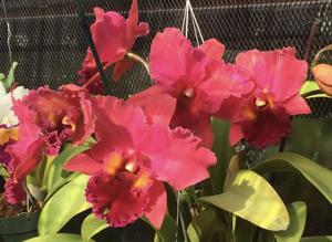 Rhyncholaeliocattleya Salmon Splendor