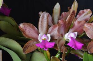 Rhyncholaeliocattleya Pali Polka Dot