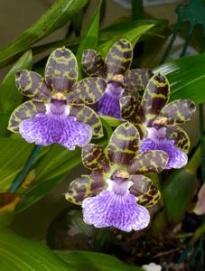 Zygopetalum Redvale