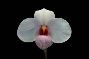 Paphiopedilum Joyce Hasegawa