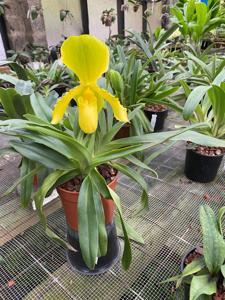 Paphiopedilum Lady Light