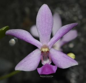 Phalaenopsis Myriam-Esther