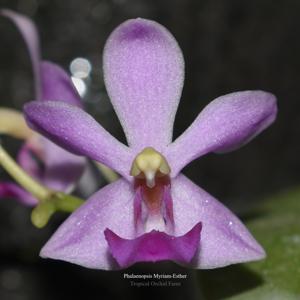 Phalaenopsis Myriam-Esther