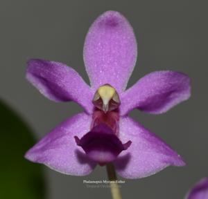 Phalaenopsis Myriam-Esther