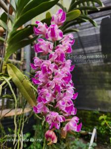 Aerides Korat Koki