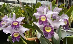 Cattleya Jackie Stidham