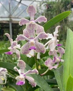 Vanda Pink Floyd