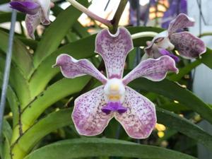 Vanda Pink Floyd