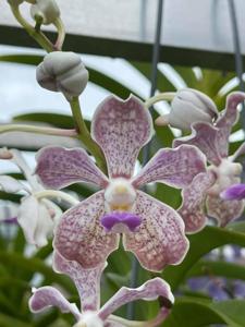 Vanda Pink Floyd