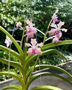 Vanda Pink Floyd