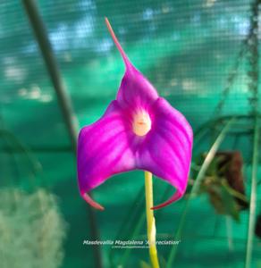 Masdevallia Magdalena