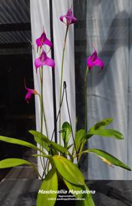 Masdevallia Magdalena