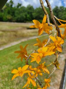 Dendrobium Pixie Charm