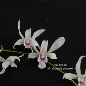 Dendrobium Chanel