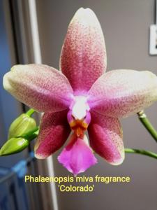 Phalaenopsis Miva Fragrance